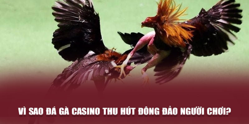  Vì sao đá gà casino thu hút đông đảo người chơi? 