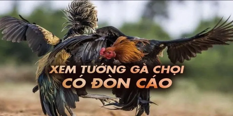 Học cách xem tướng gà đá rất hiệu quả